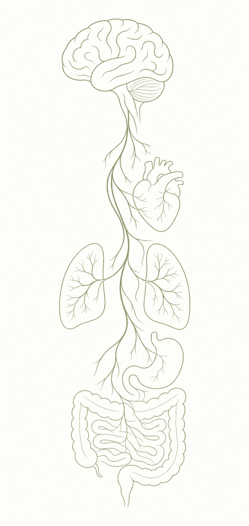 Vagus nerve descending from brain through heart, lungs, stomach, and intestines
